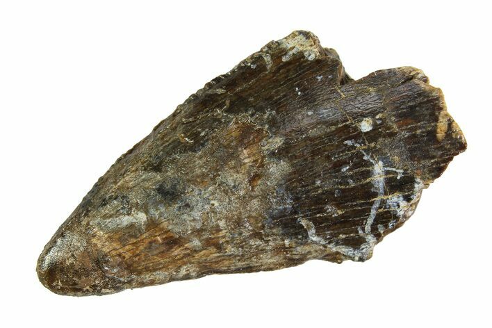 Tyrannosaur (Nanotyrannus) Tooth - Montana #350766